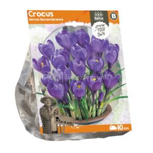 Baltus Crocus Vernus Remembrance bloembollen per 10 stuks